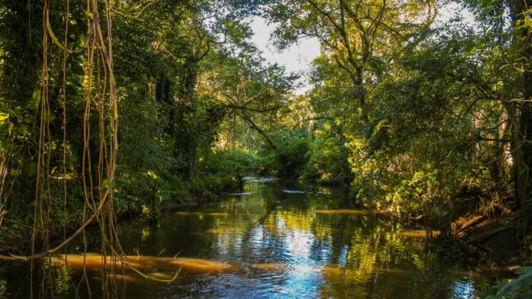 Floresta amazônica | Imagem: Adobe Stock